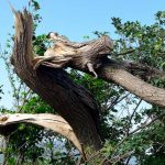 台風による樹木の倒壊